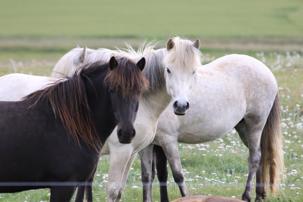 icelandic horses
