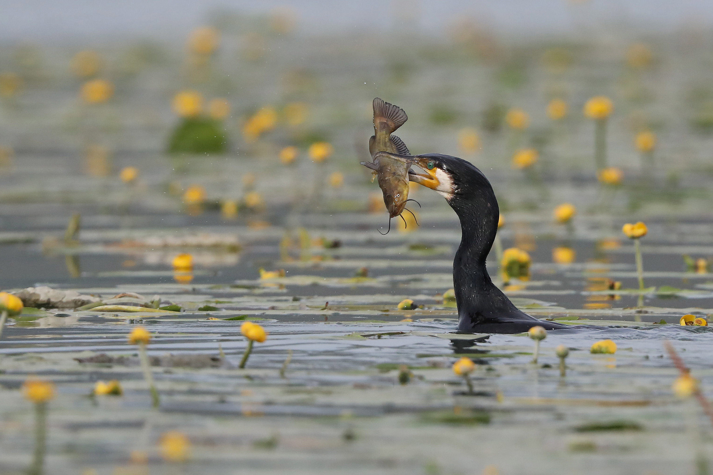 Cormorano con pesce gatto