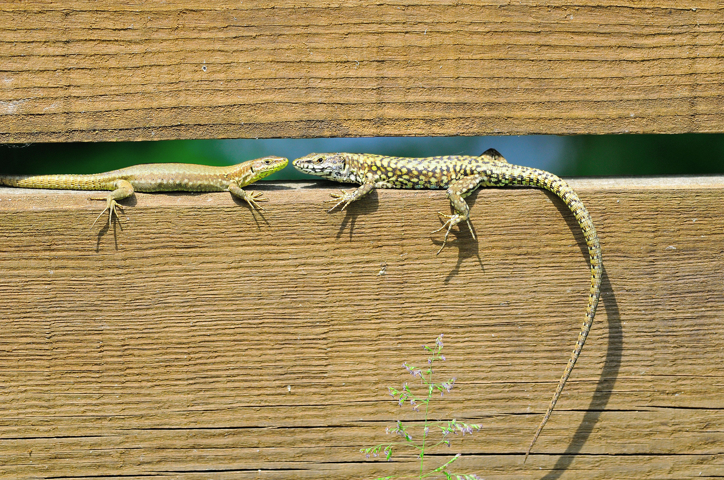 centro cicogne e anatidi racconigi