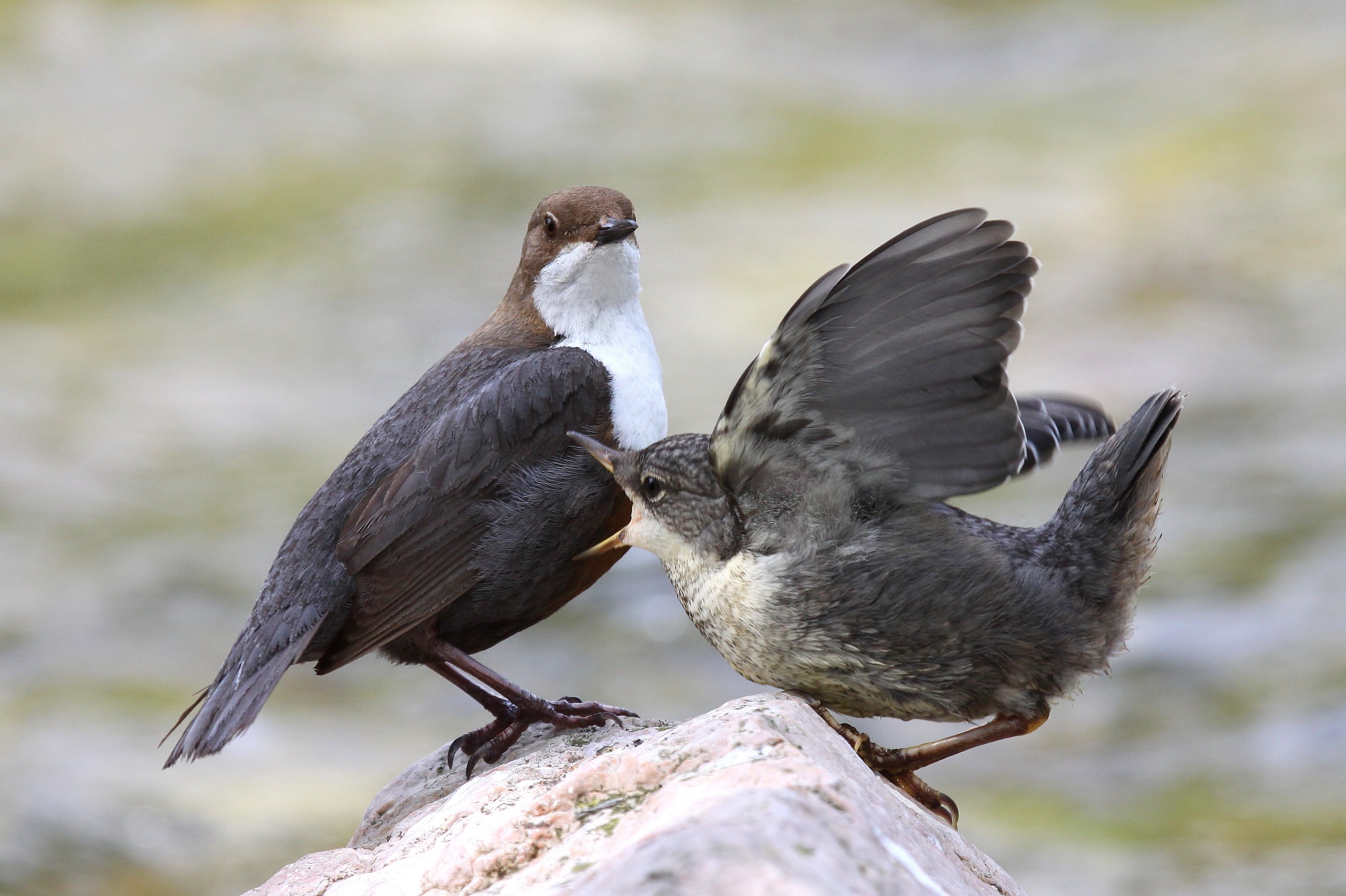 merlo acquaiolo con piccolo