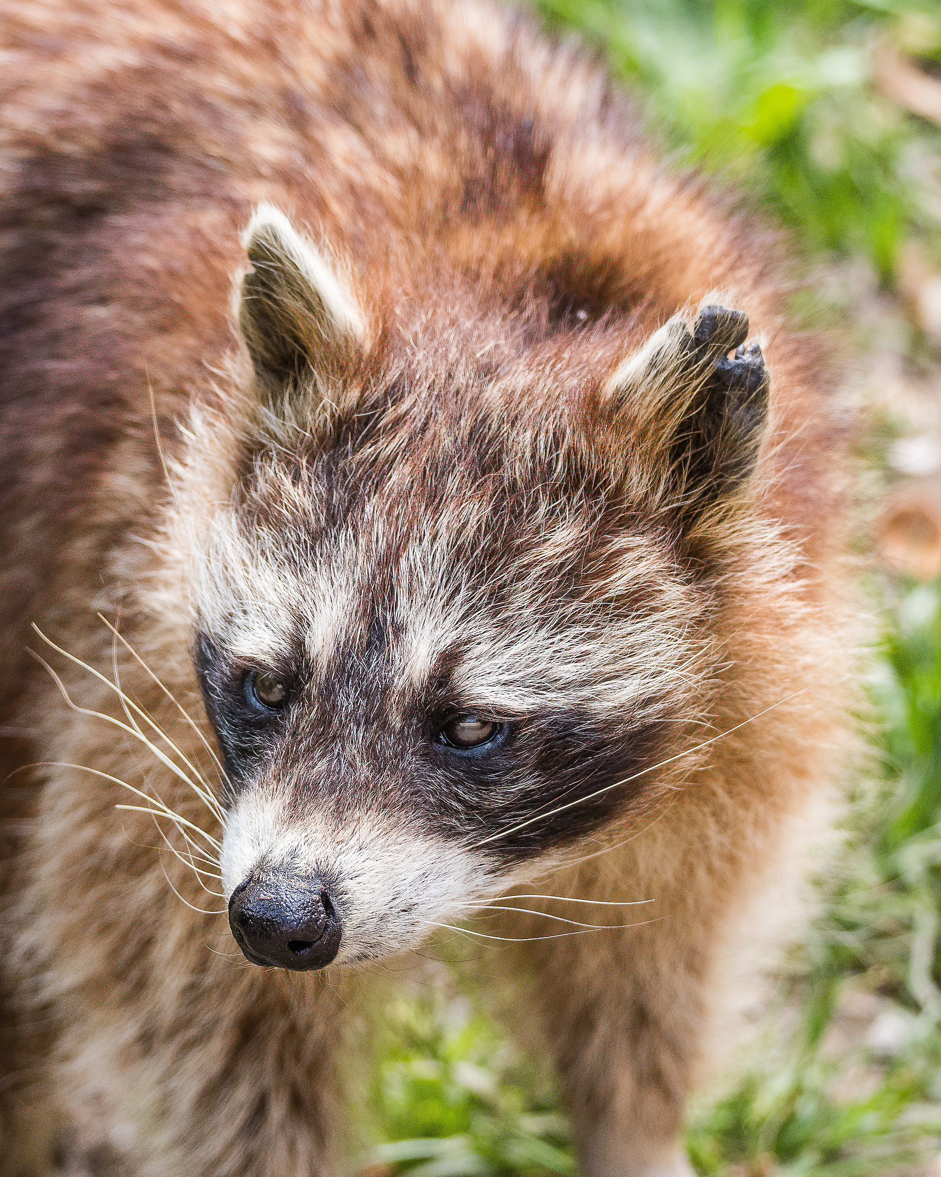 procione al parco naturale di Assling - amb.controllato