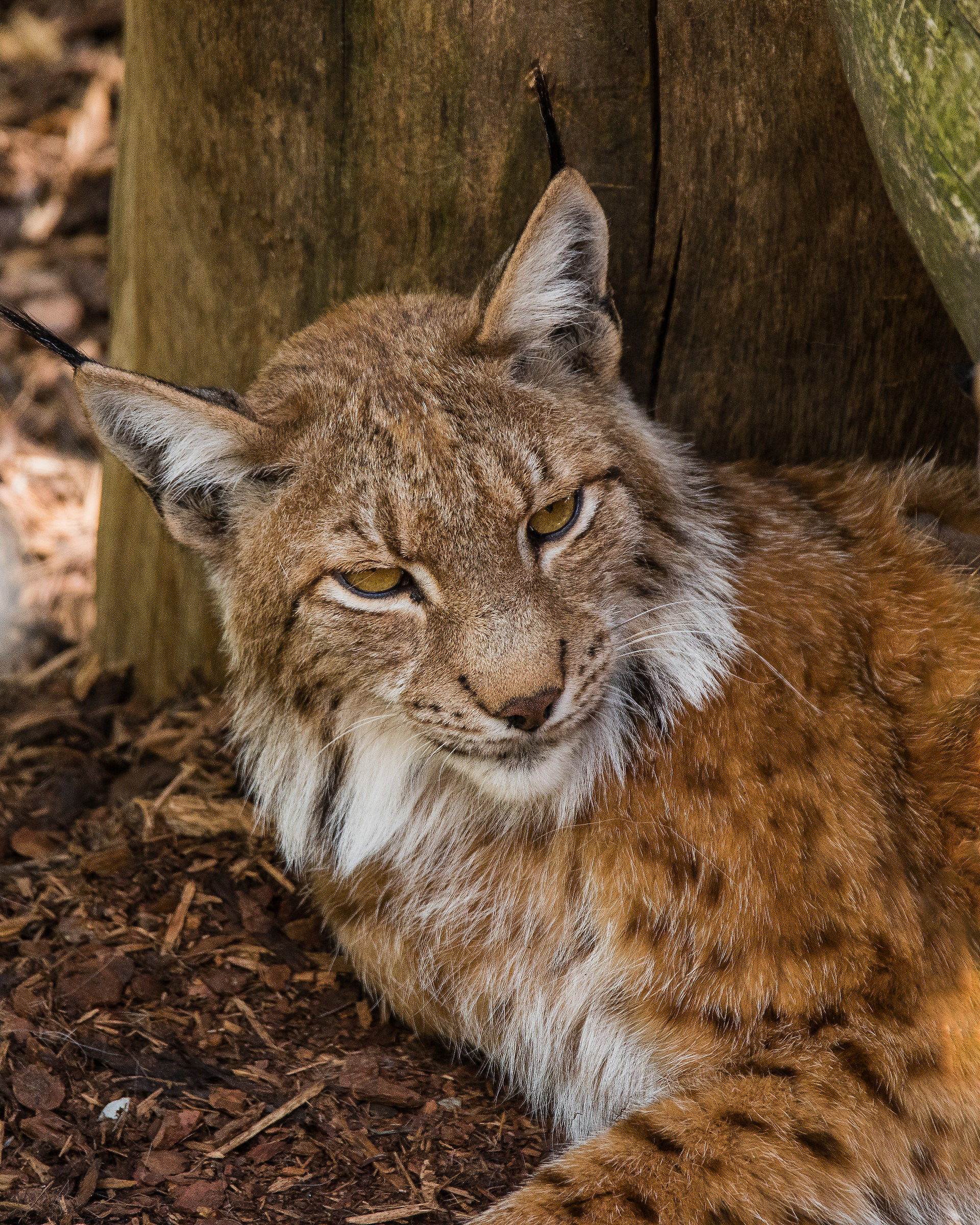 lince al parco naturale di Assling