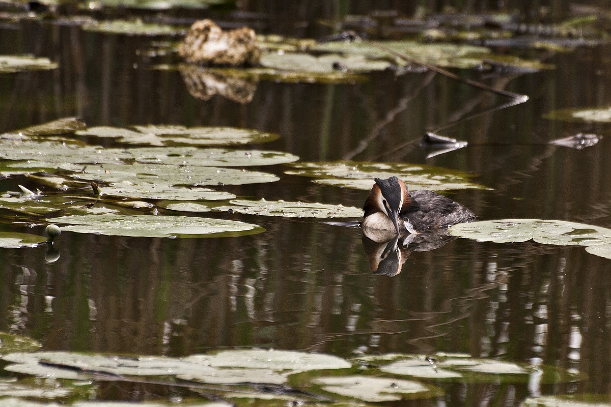 Great Crested Grebe