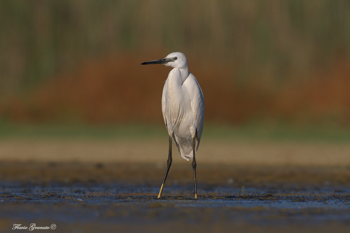 egret