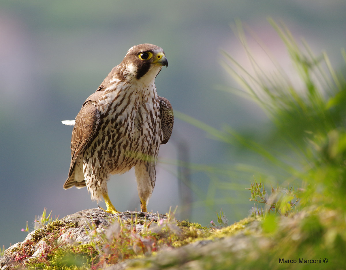 Giovane Falco pellegrino