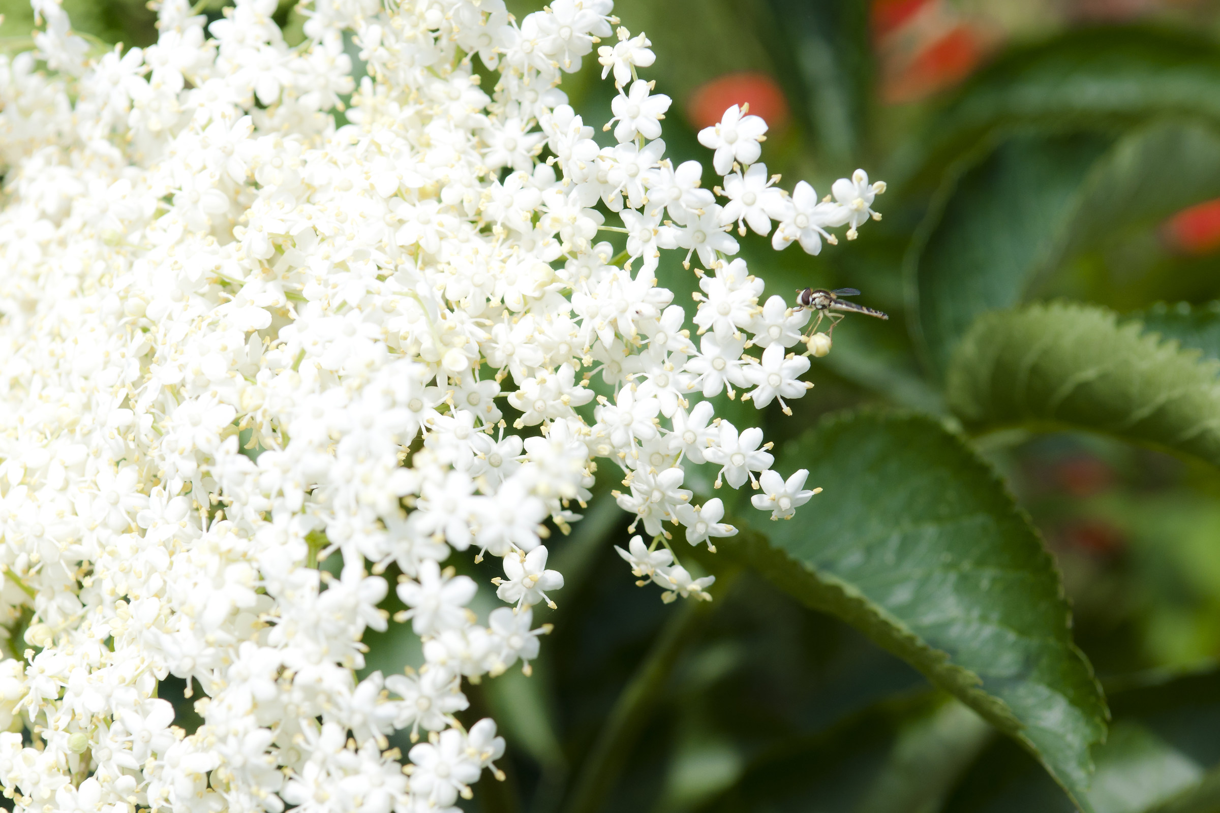 Hoverfly on elder
