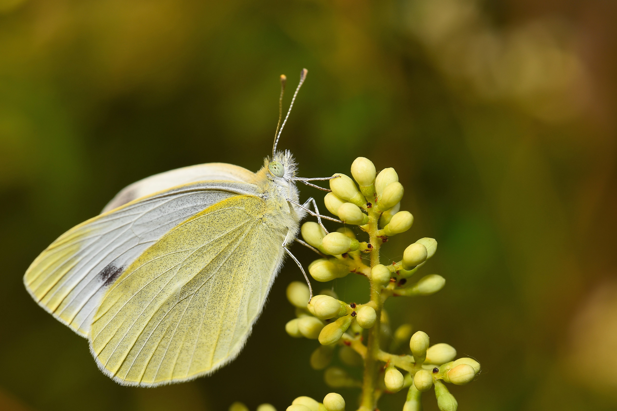 pieris rapae - Cabbage less