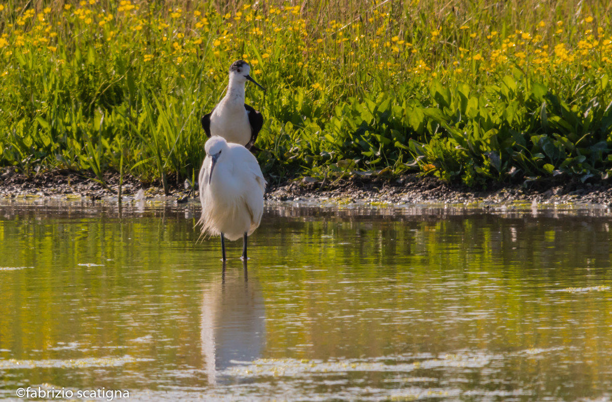 the little egret and his rider .....