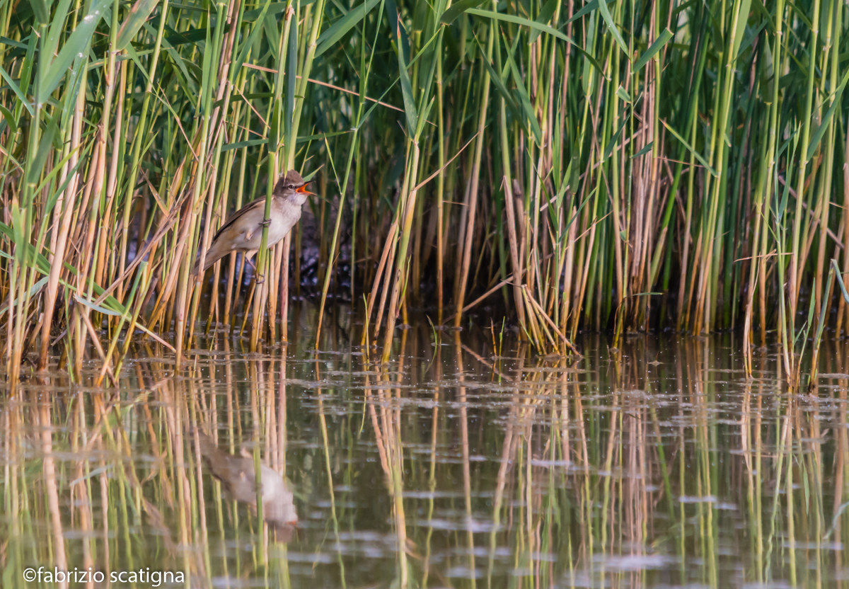 the song of the warbler