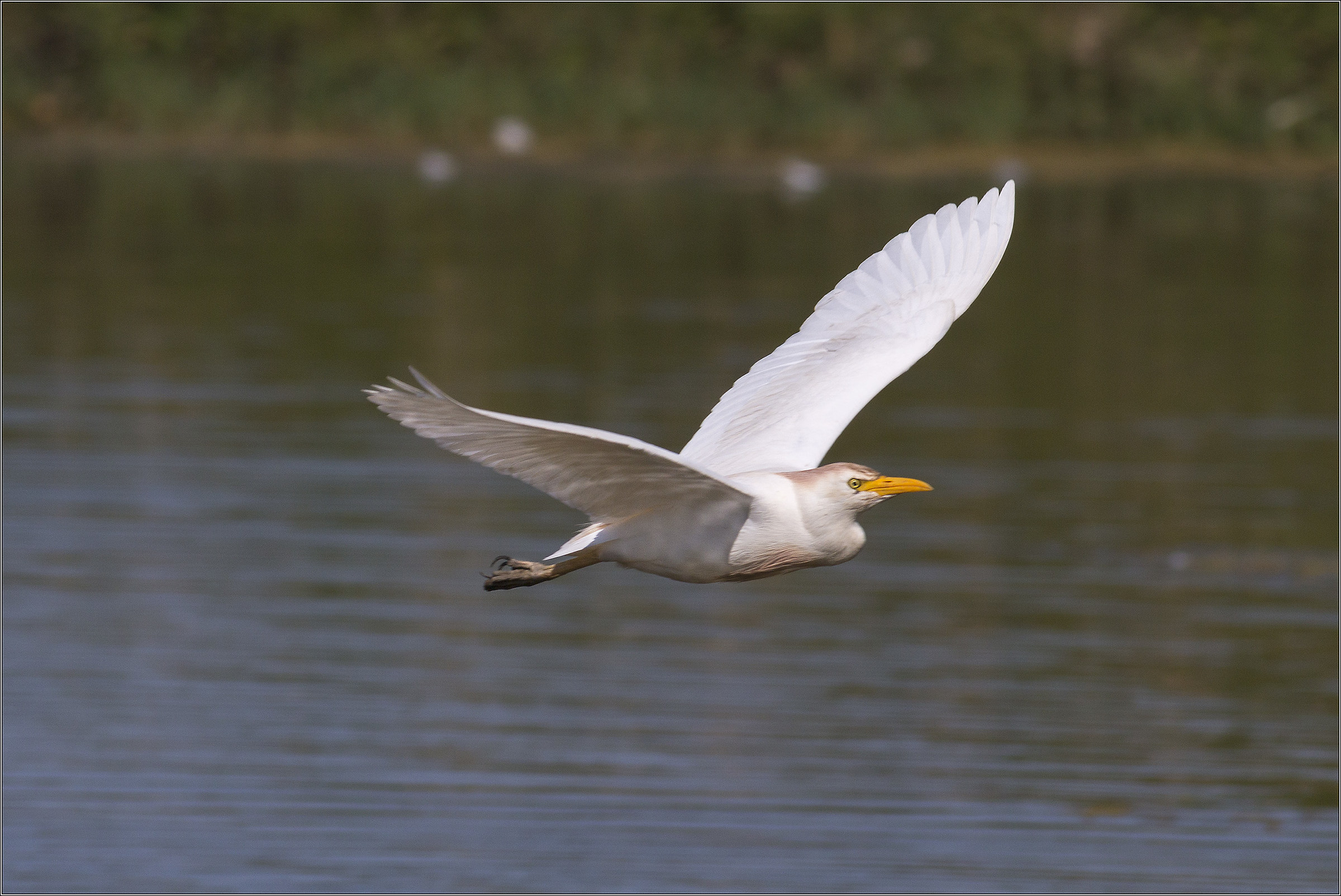 airone guardabuoi in volo