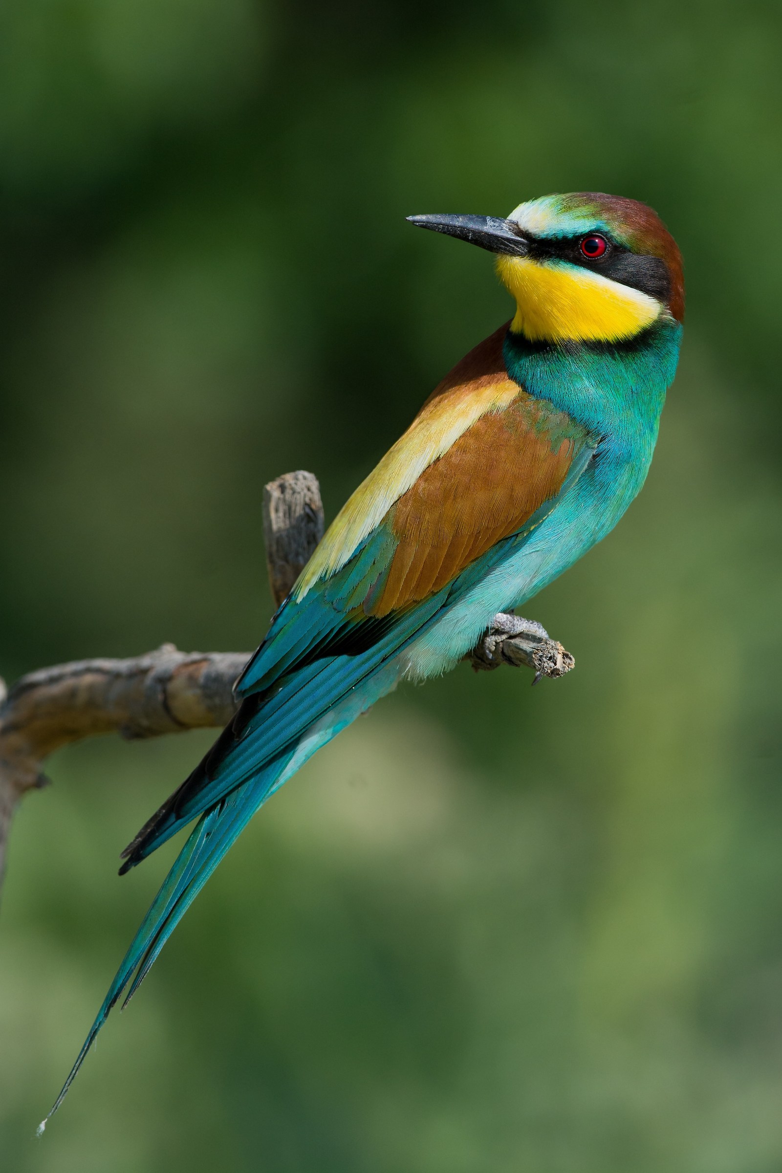 Bee Eater