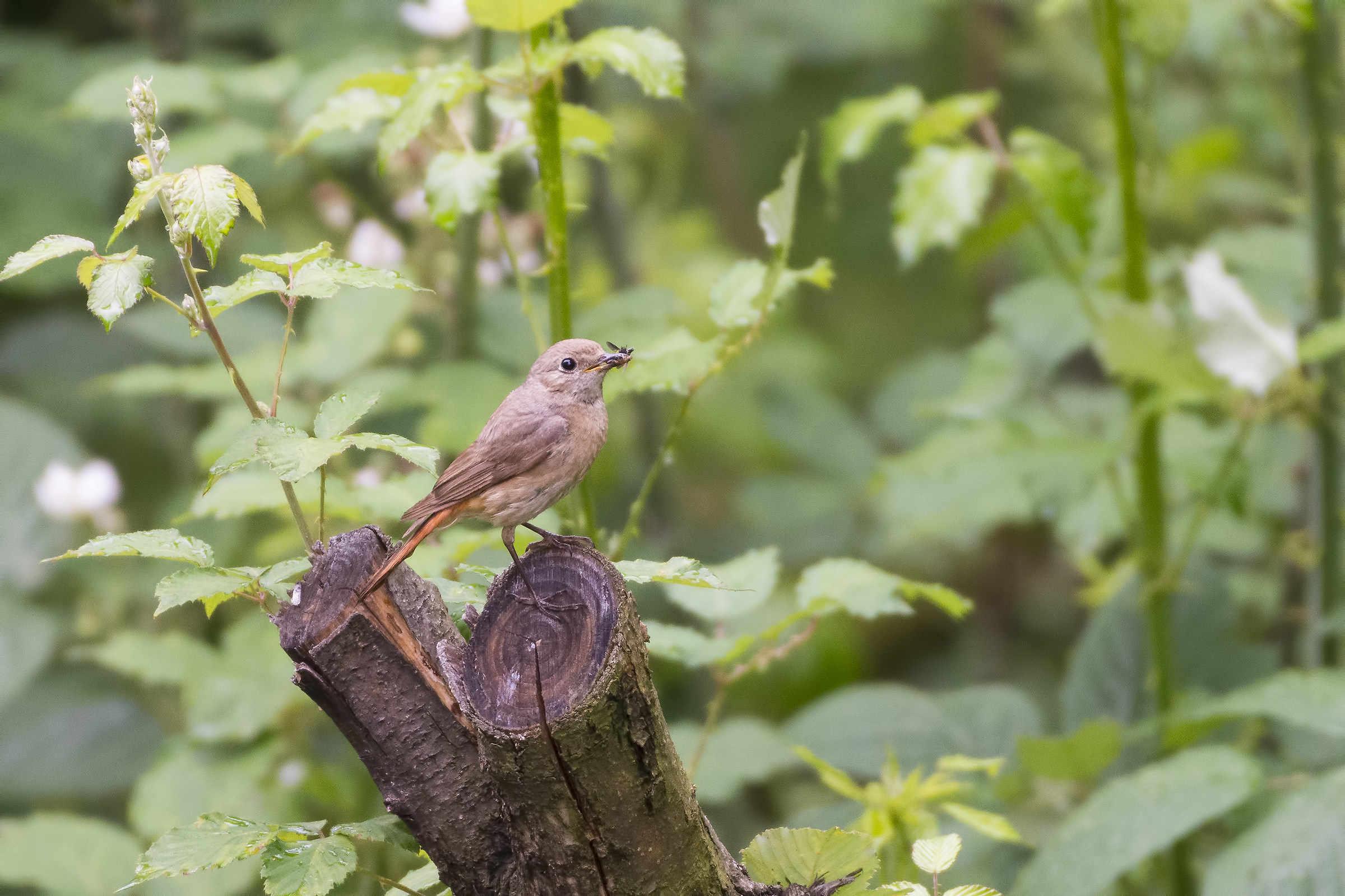 Codirosso femmina con preda
