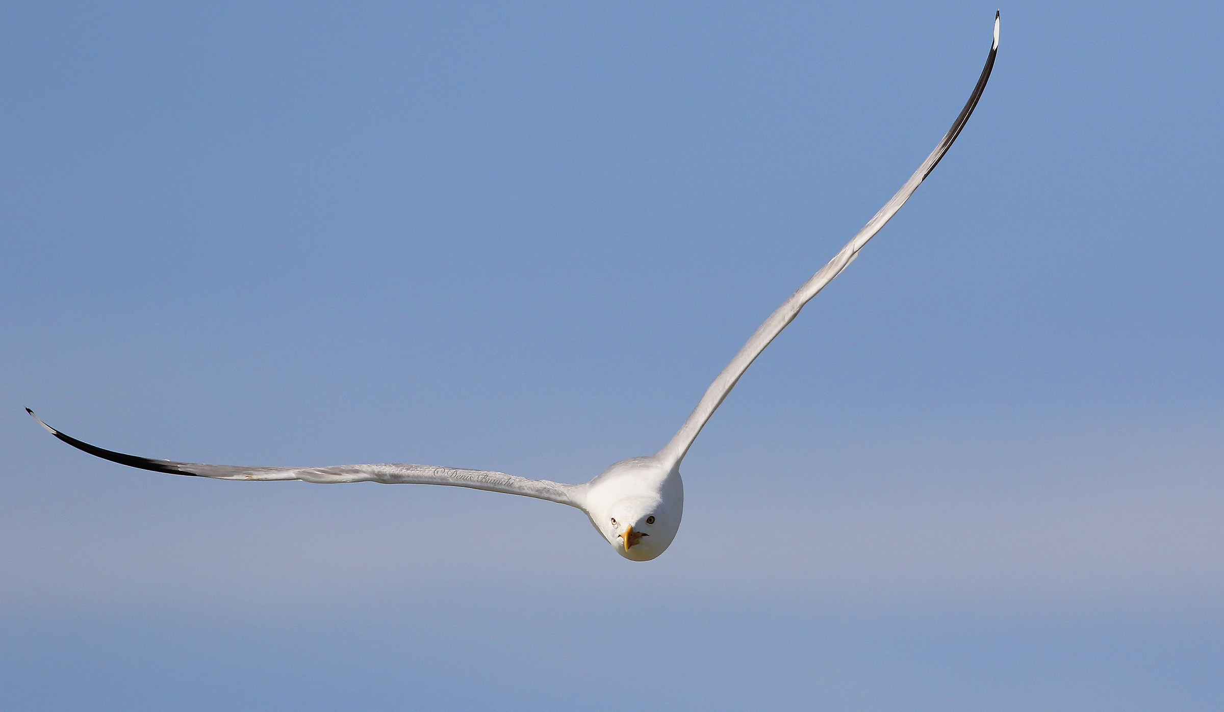 Seagull in flight