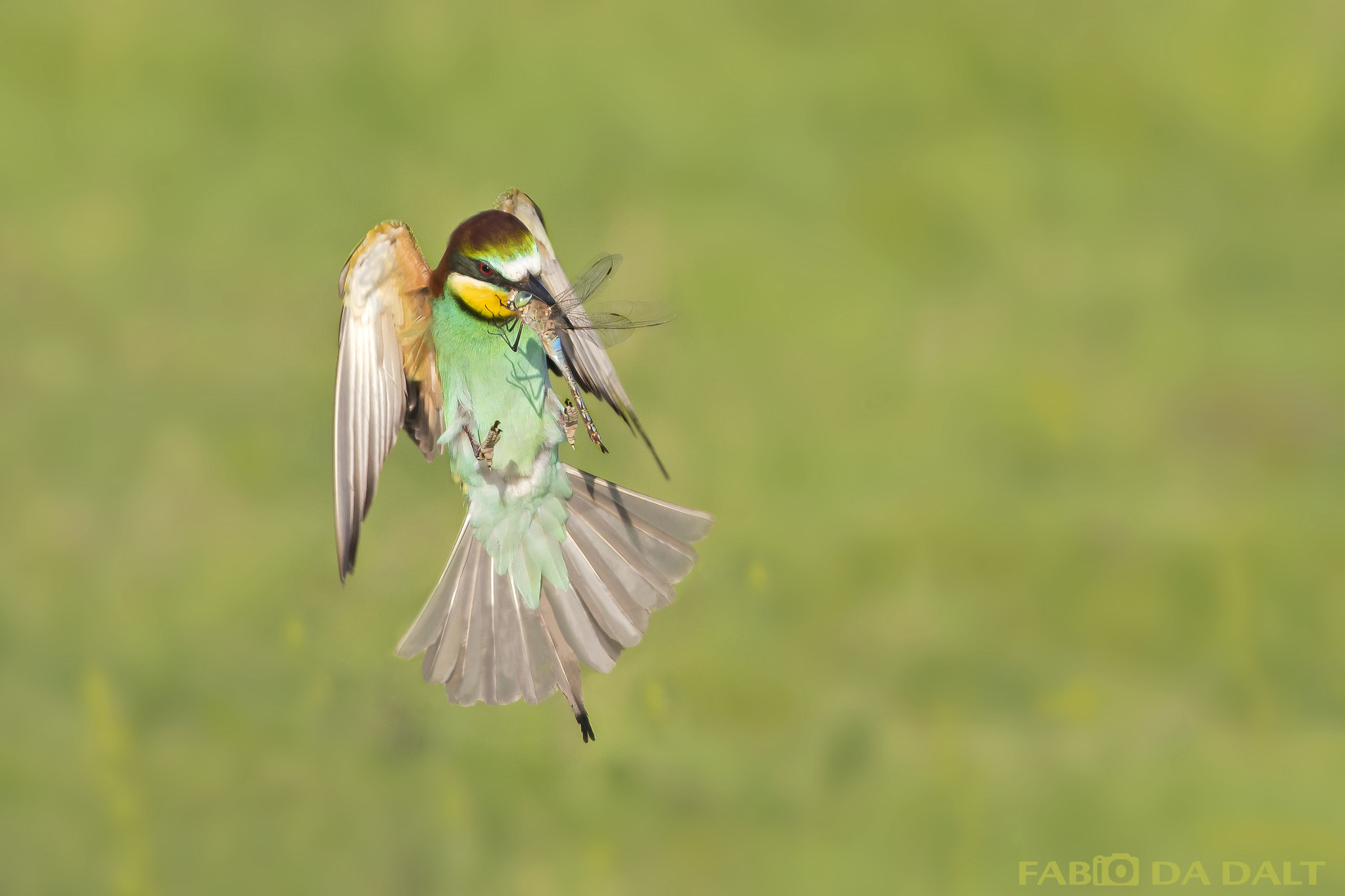 Bee Eater
