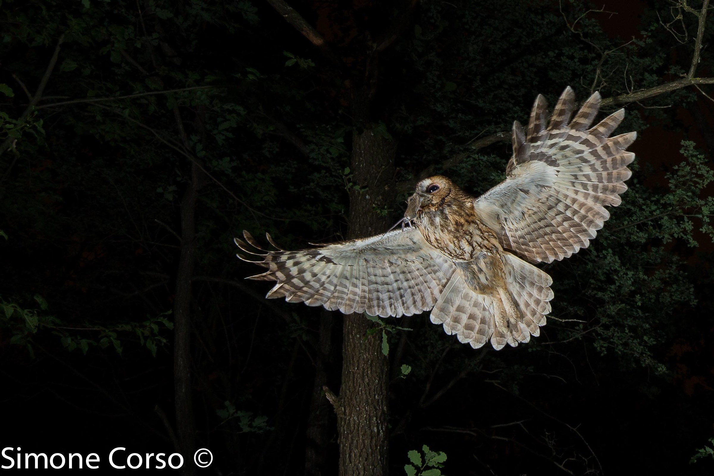 Allocco, gliding before entering the nest