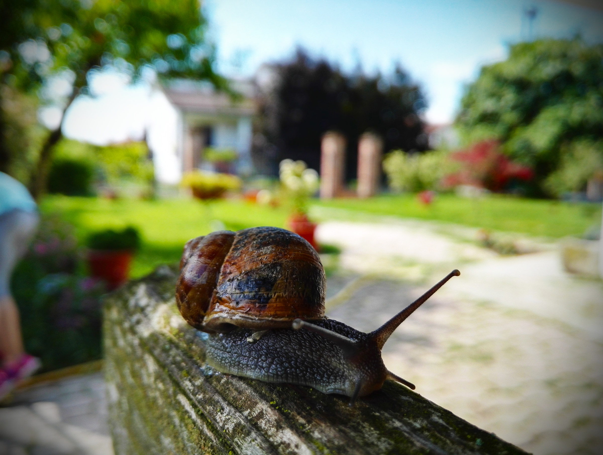 Snail