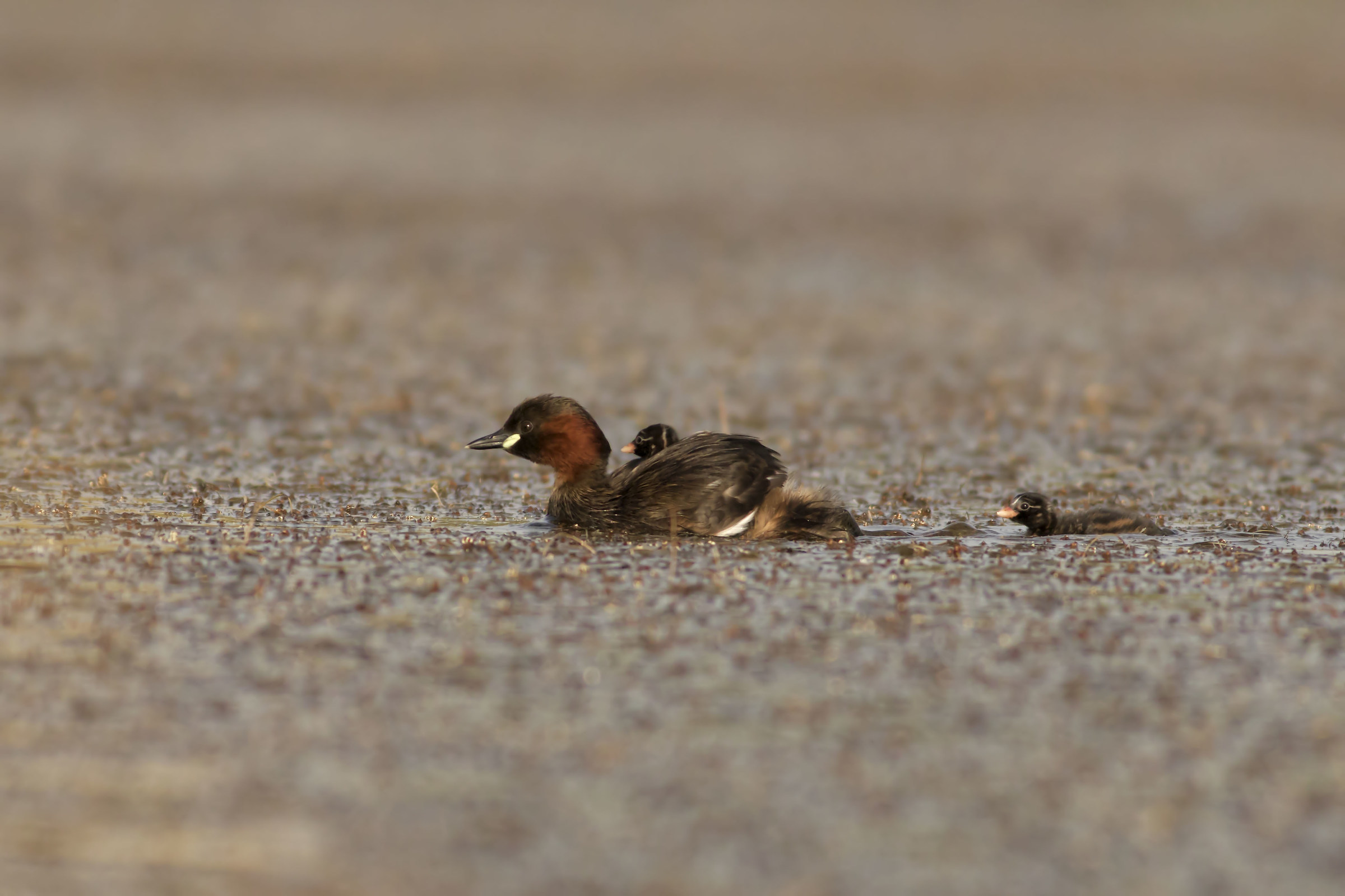 Little Grebe with offspring