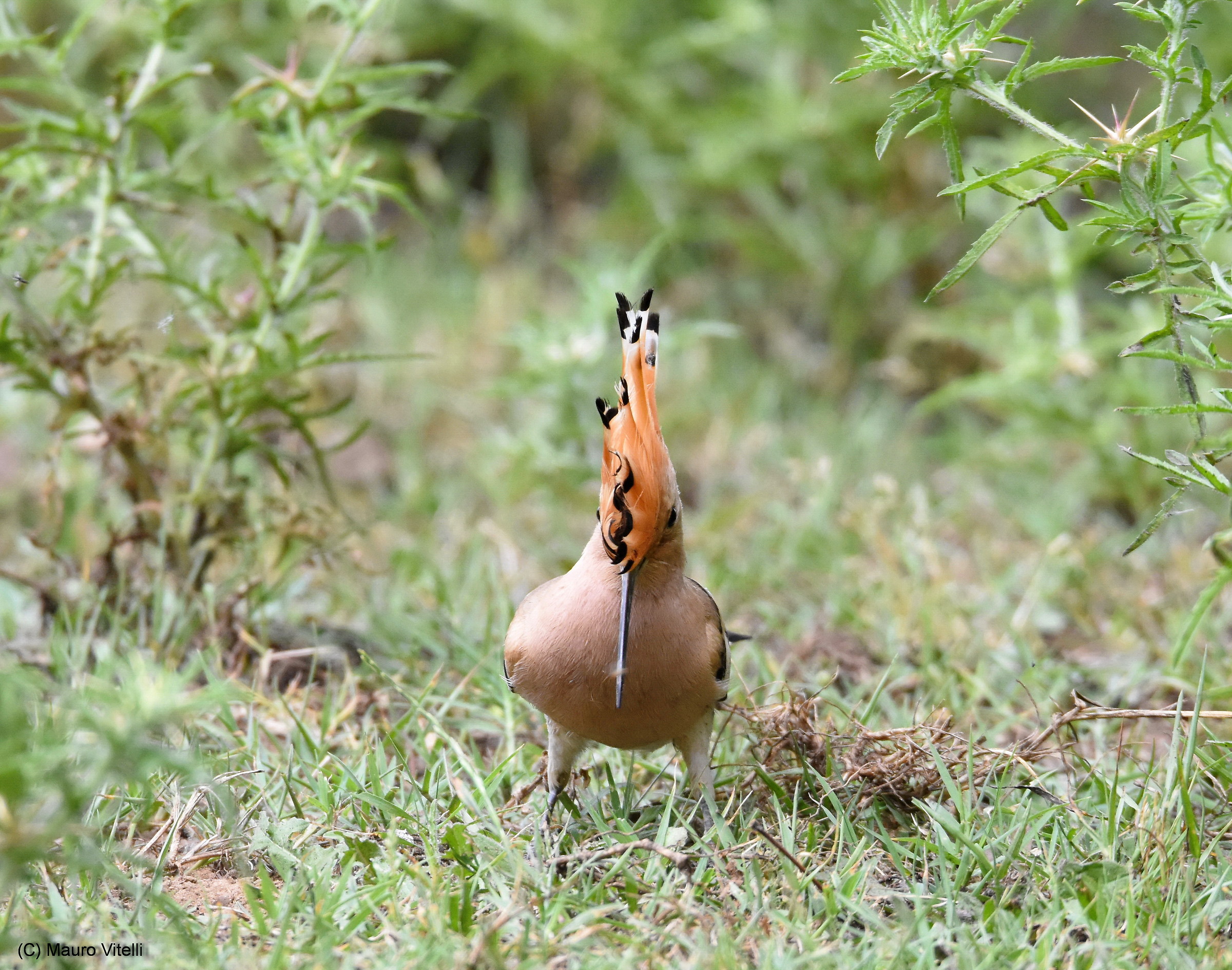 Hoopoe