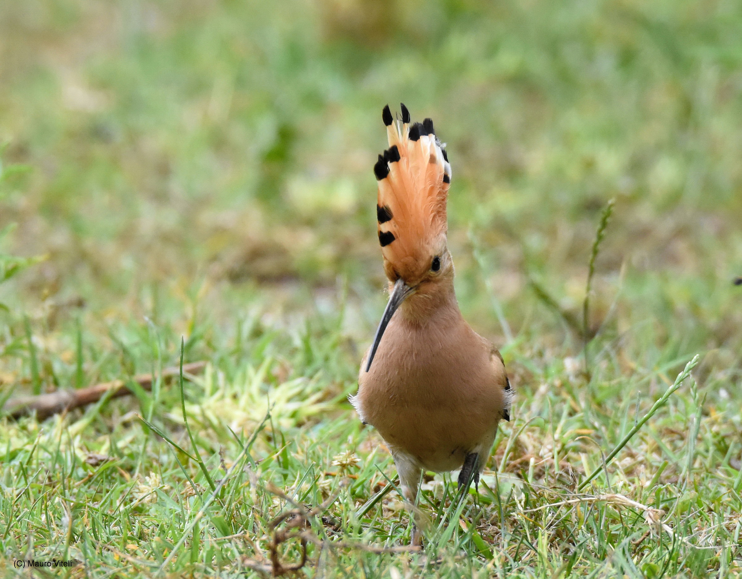 Hoopoe