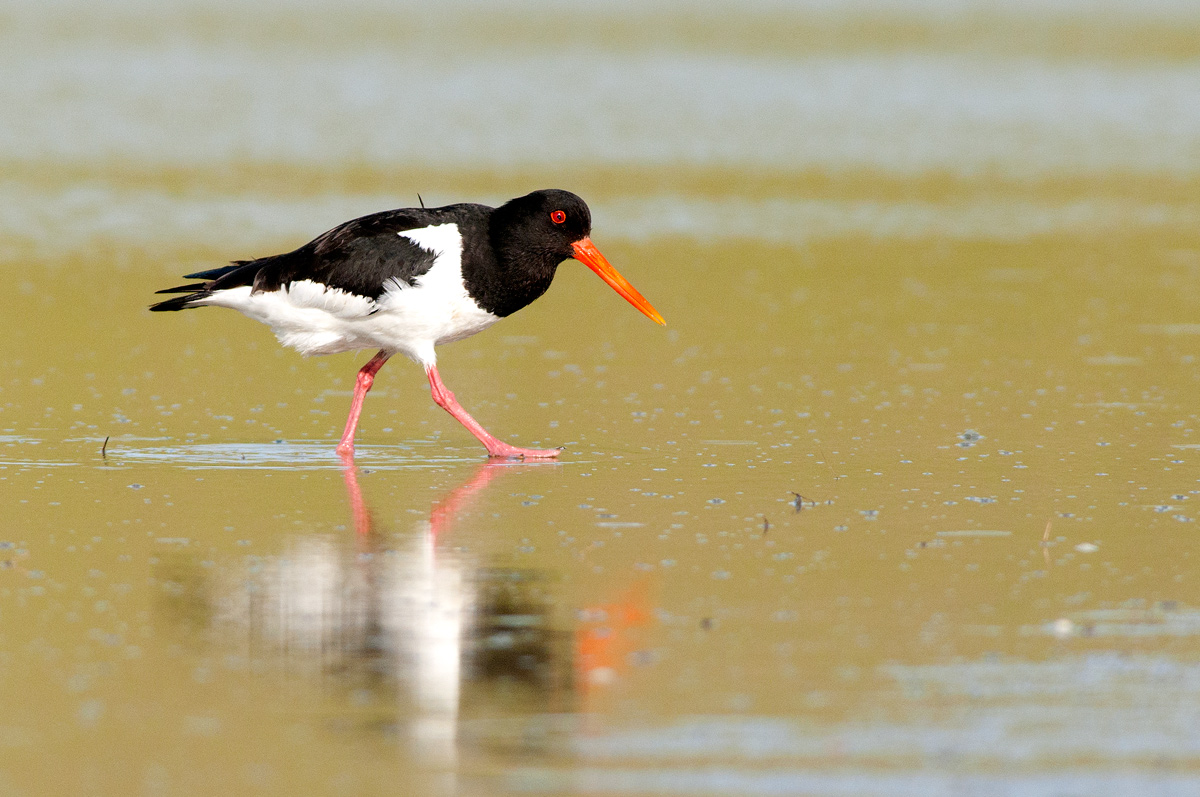 oystercatcher