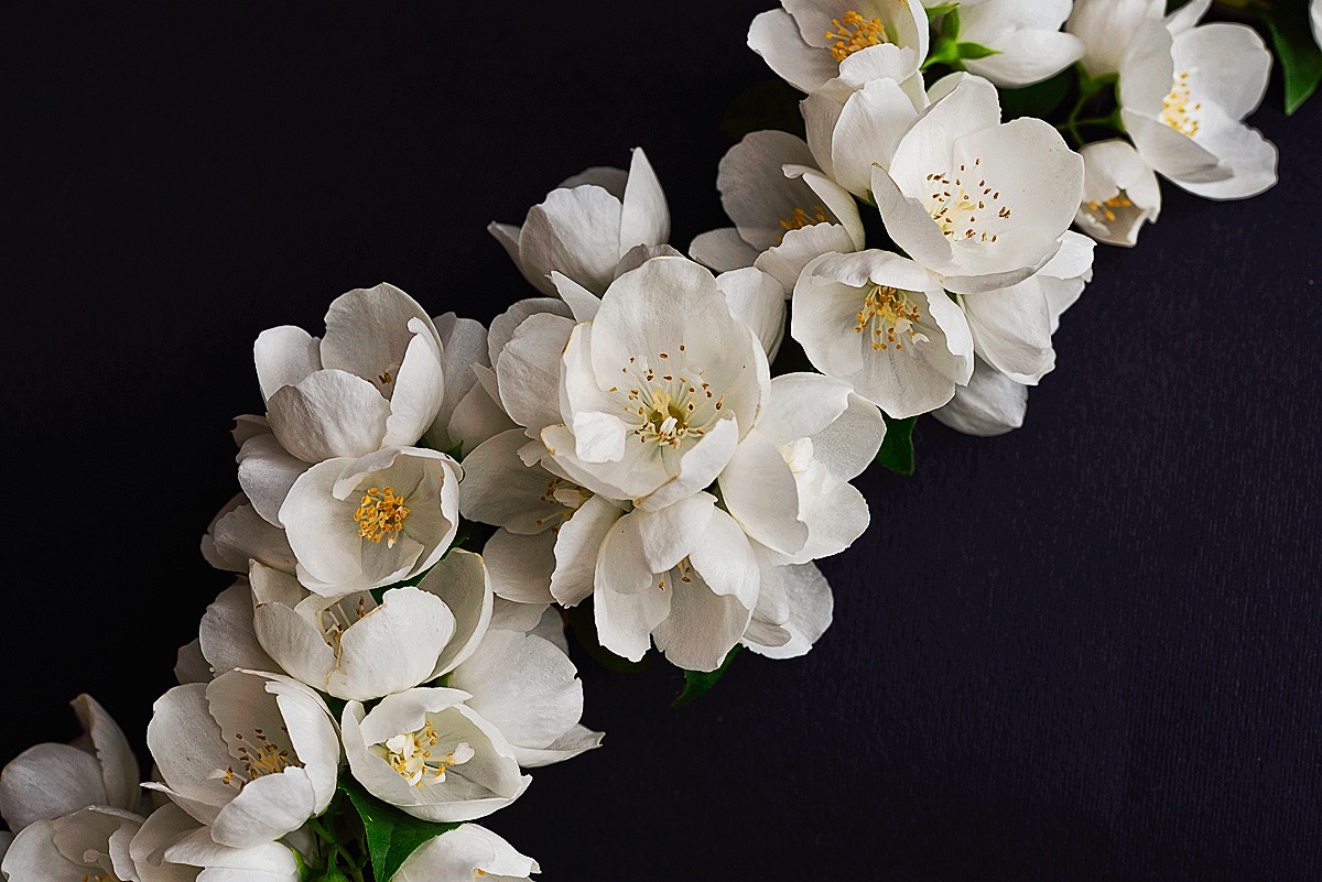 Philadelphus - Angel Flower