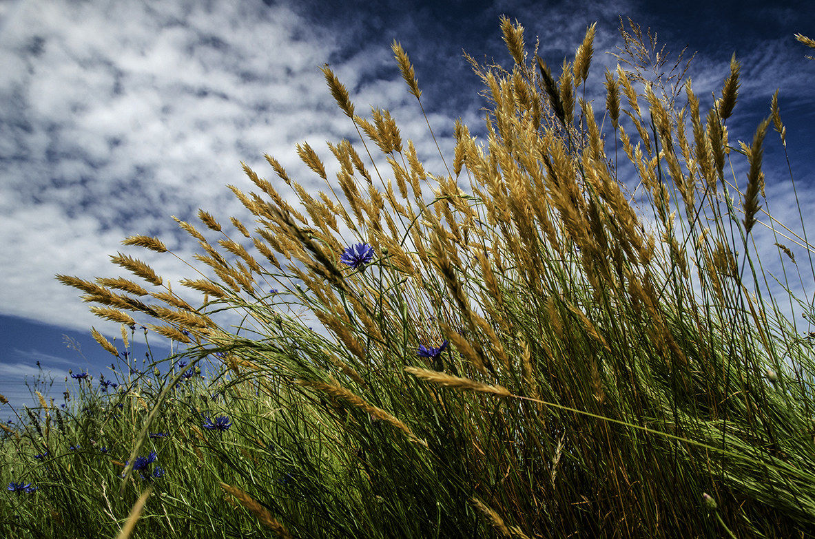 spighe verso il cielo