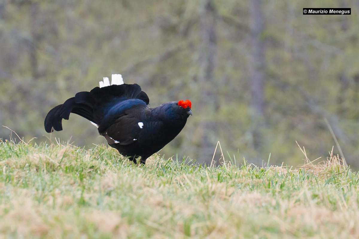 I riflessi blu del Gallo Forcello