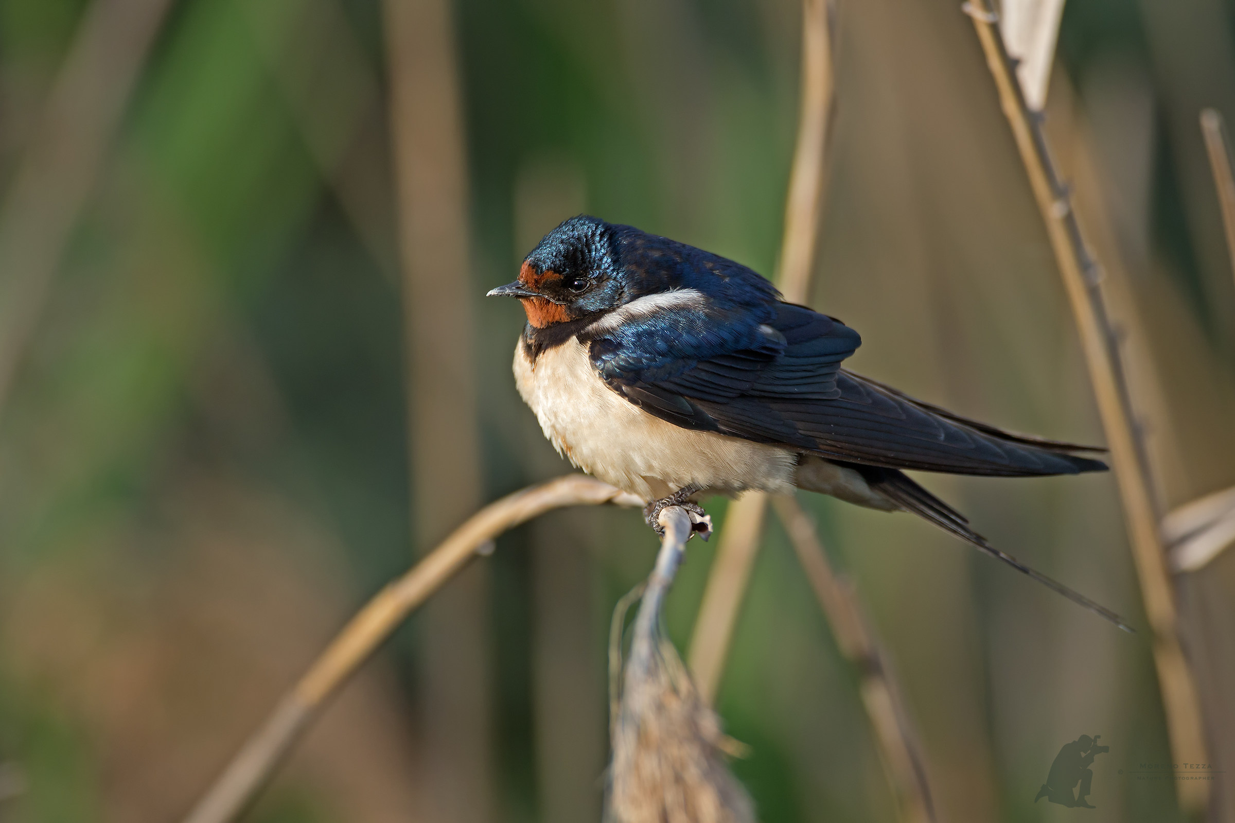 Swallow
