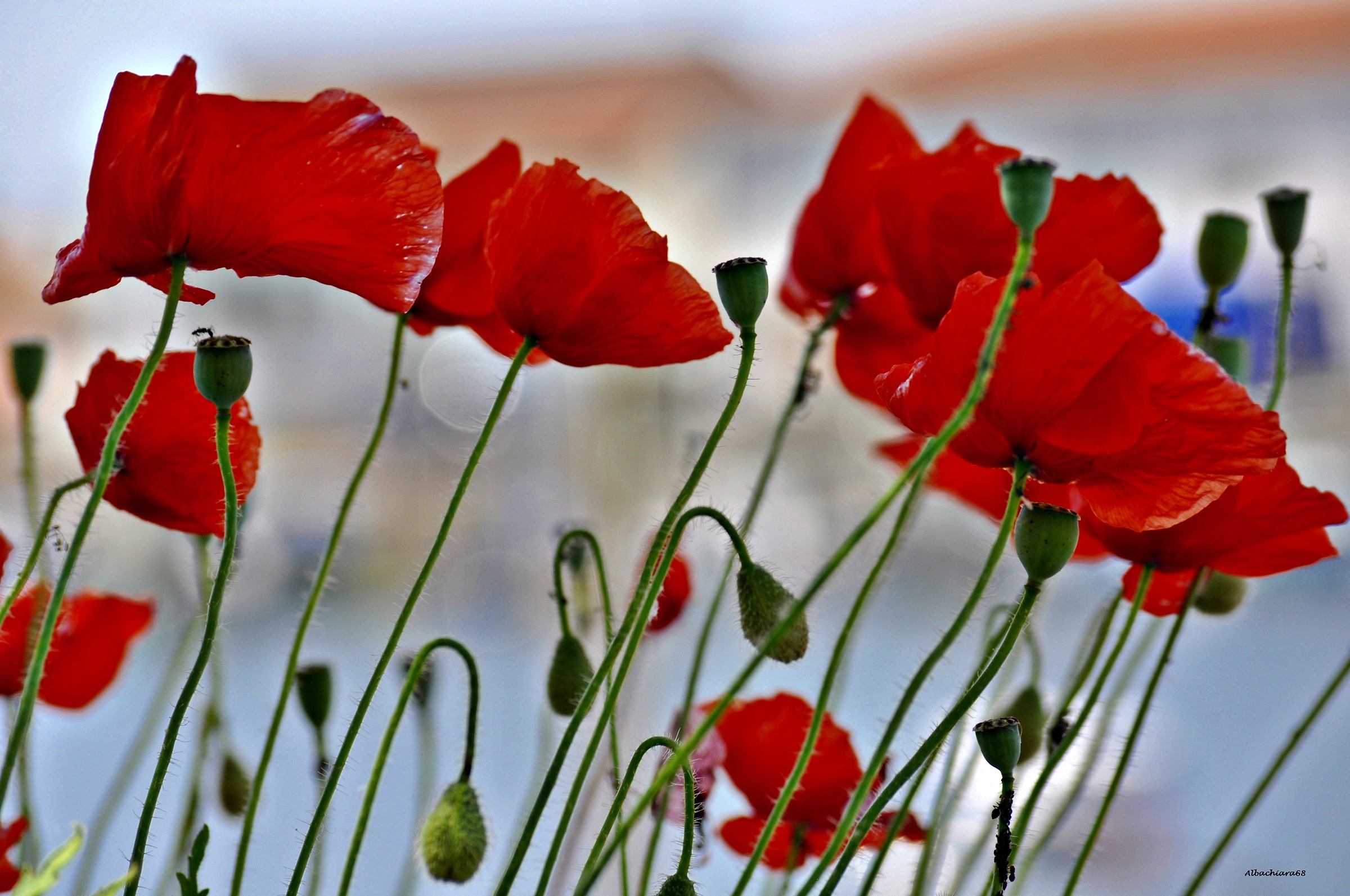 One afternoon in May ...