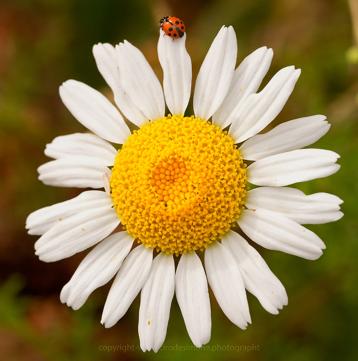 Coccinella e margherita