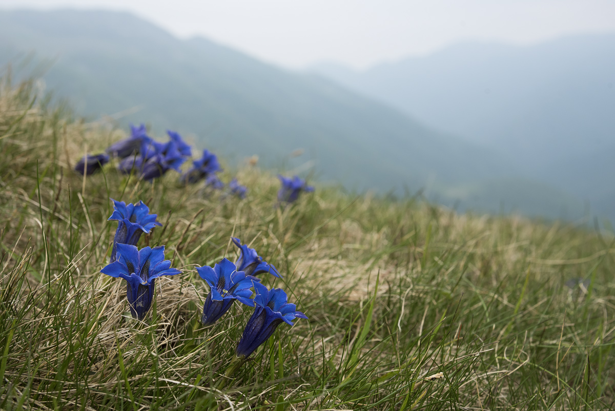 gentians