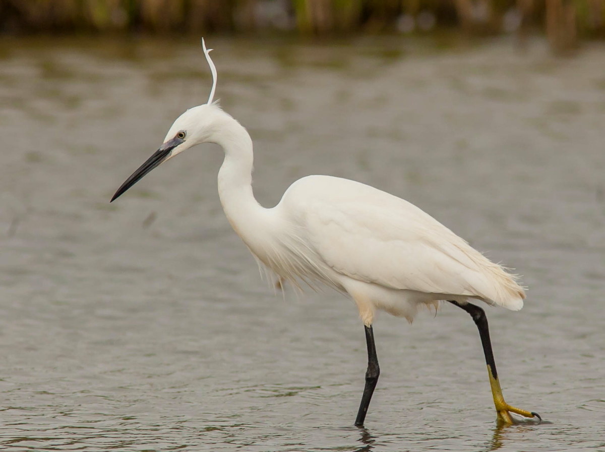 Prima o poi ti becco