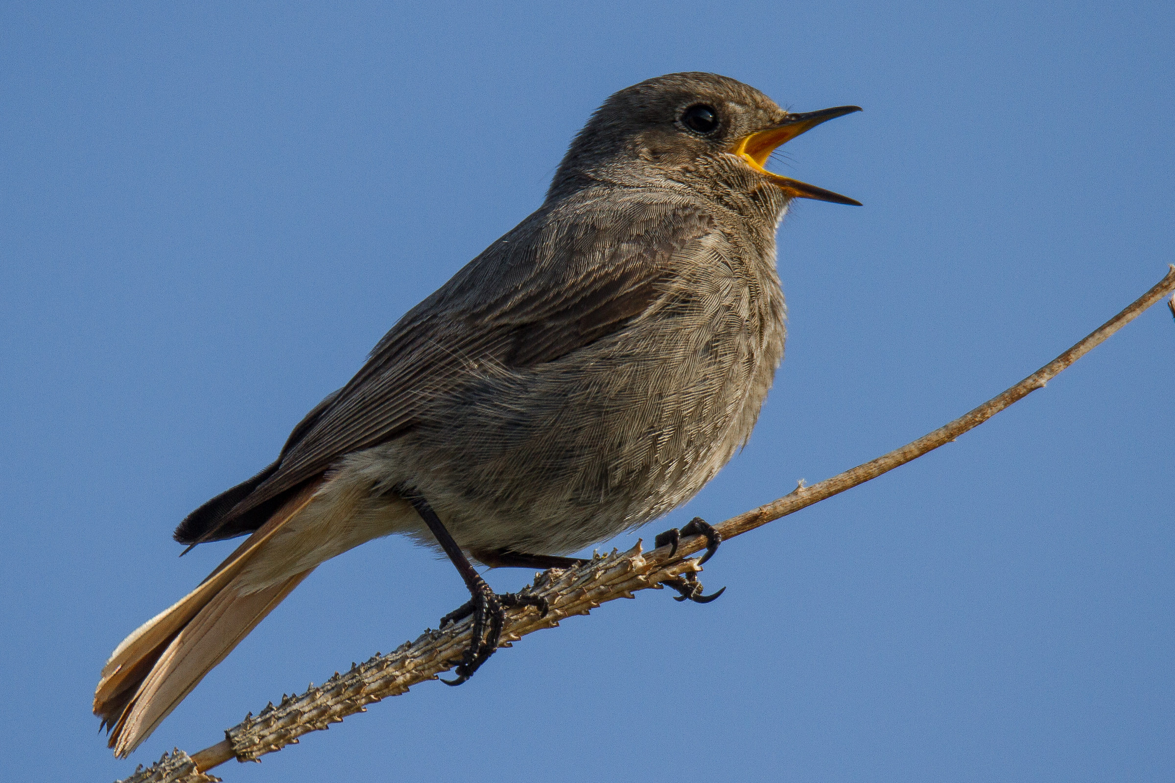 black redstart