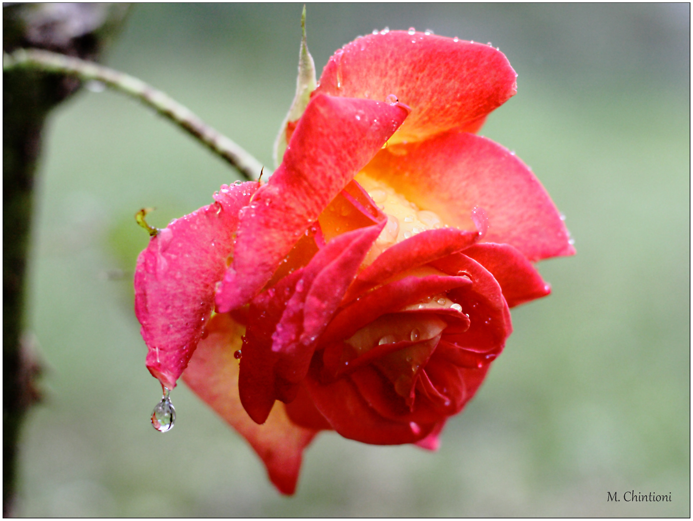 ... la mia Rosa ..... sotto la pioggia