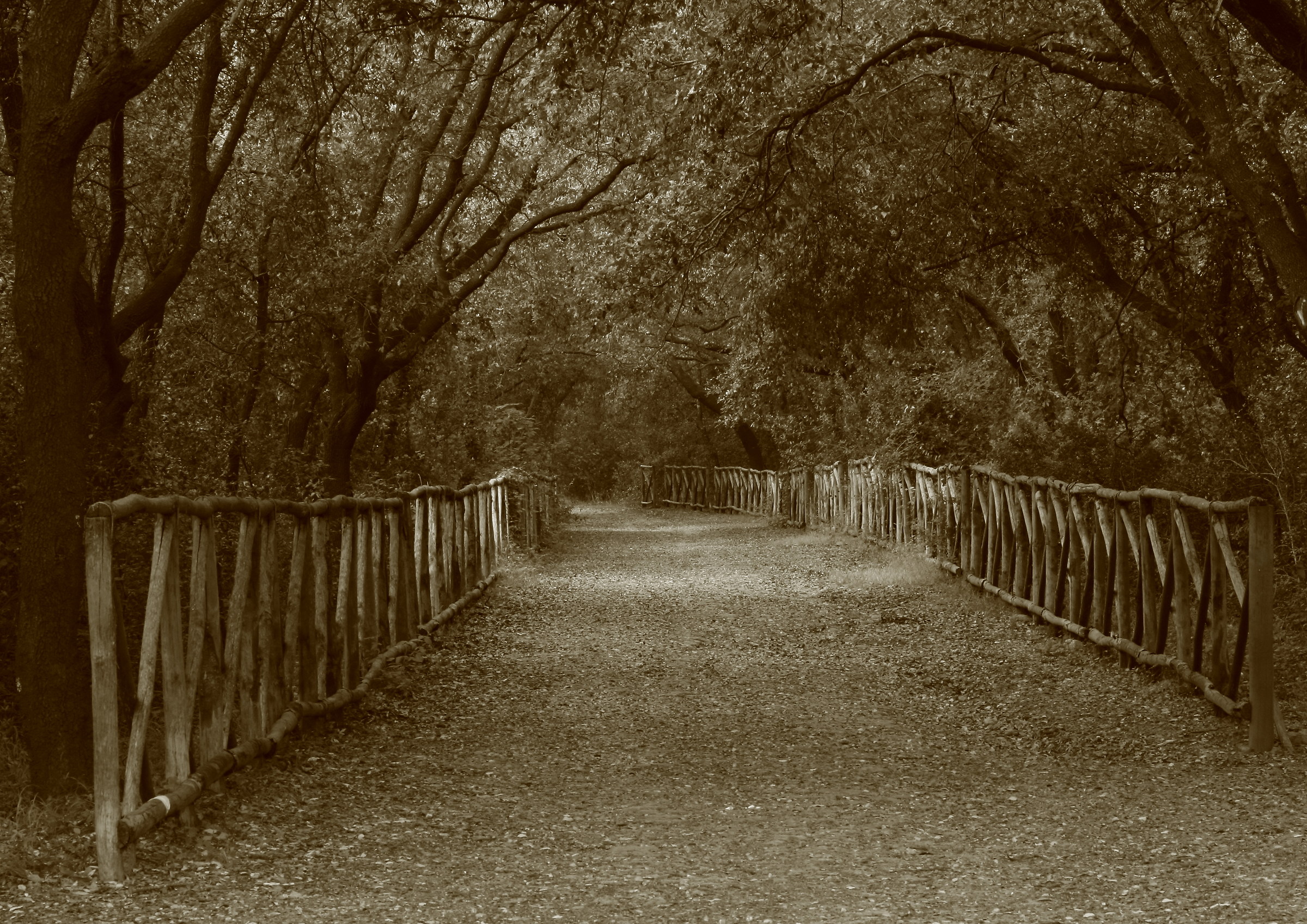 along the avenue in silence, my thoughts and fears