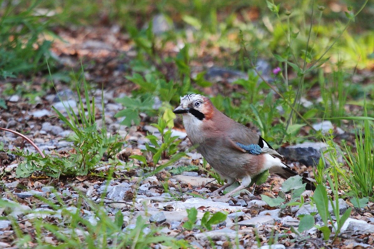 Ghiandaia ambientata