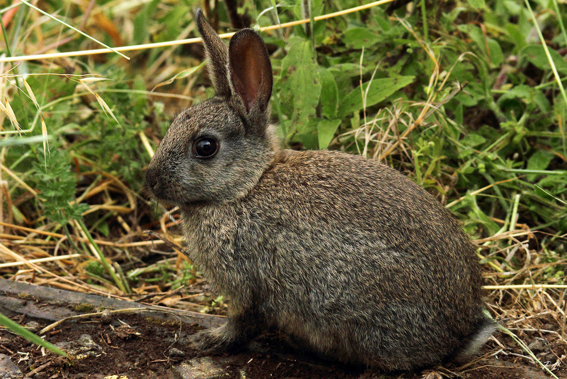 col capanno nell' occhio
