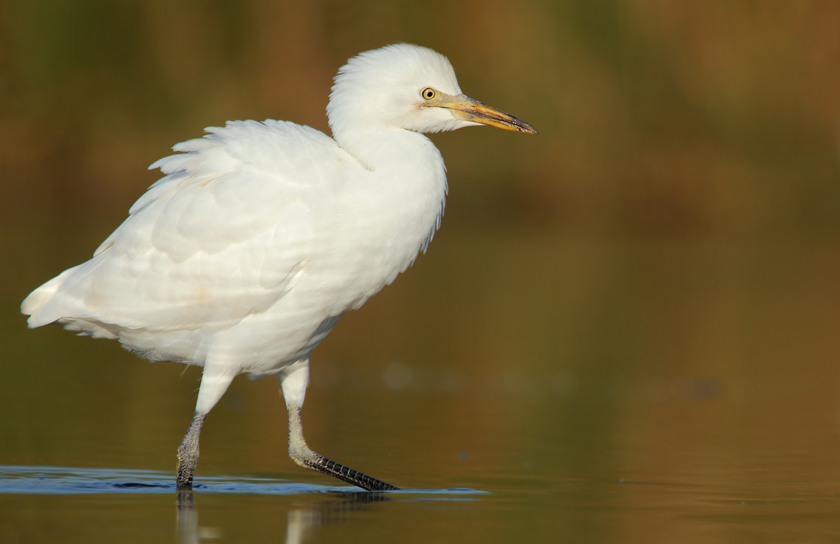 Cattle Egret
