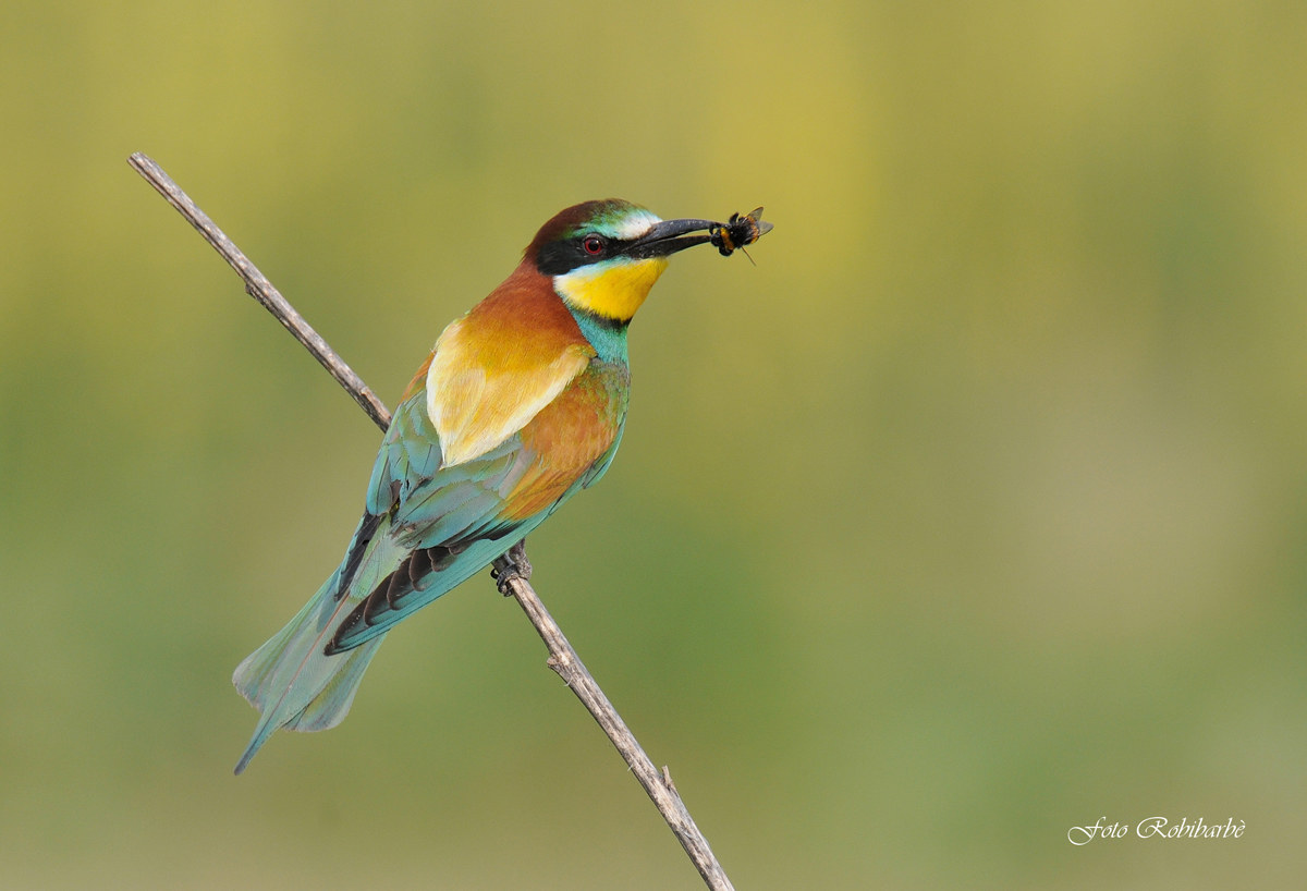 Gruccione...apiaster....