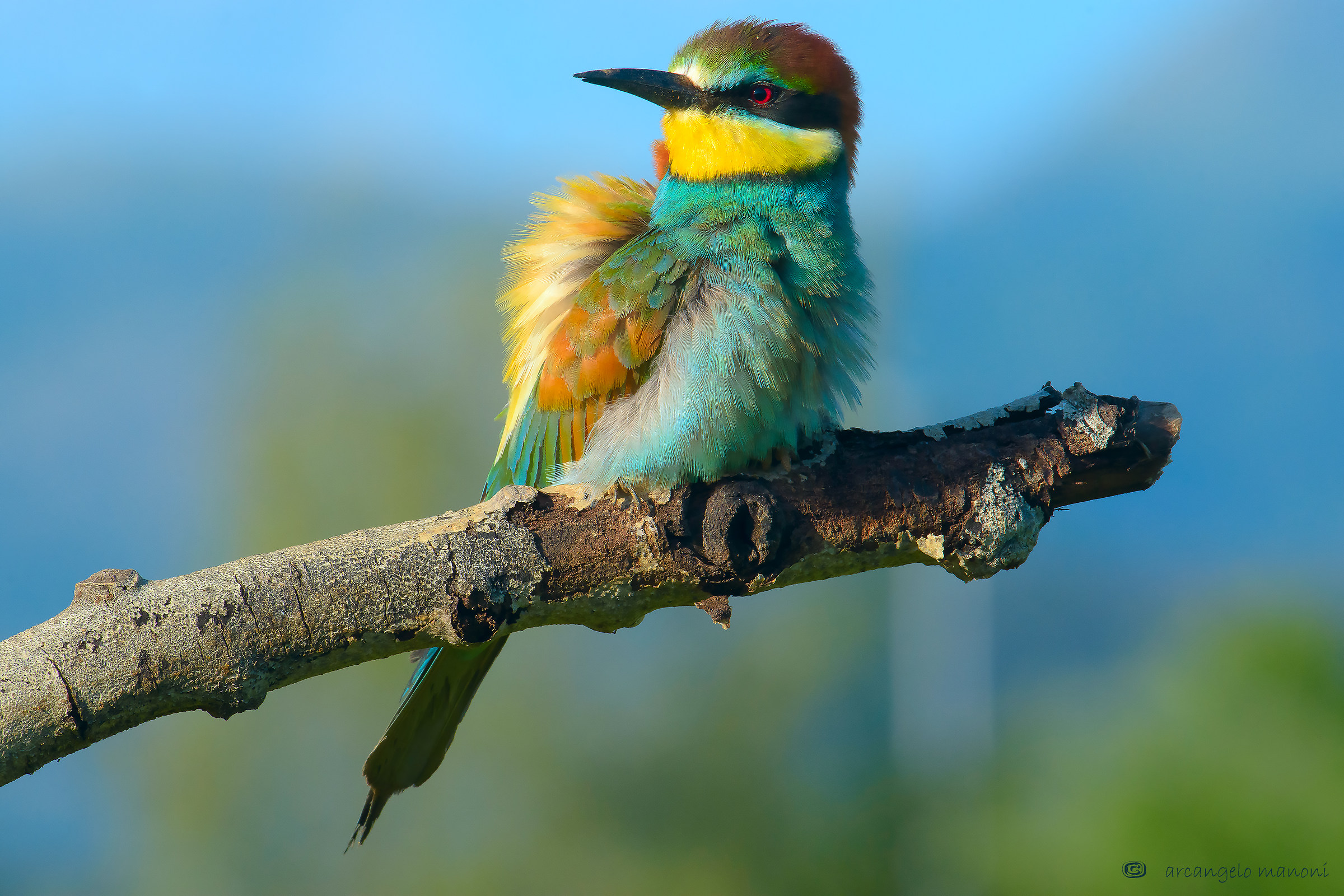 Il mio gruccione preferito