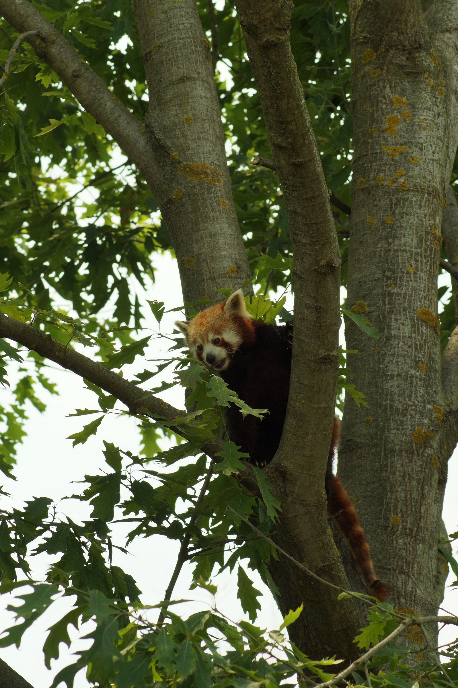 Red Panda
