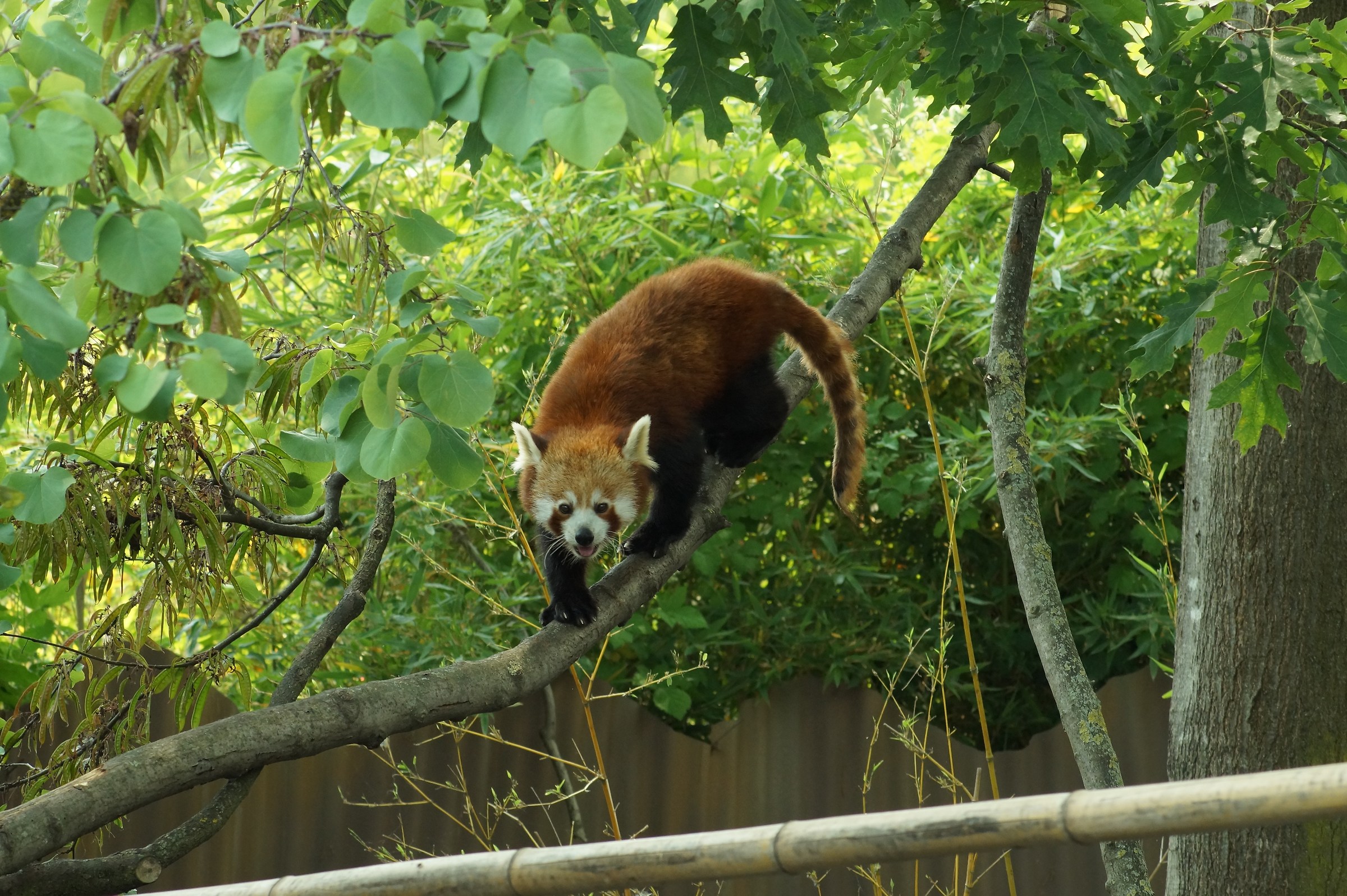Red Panda