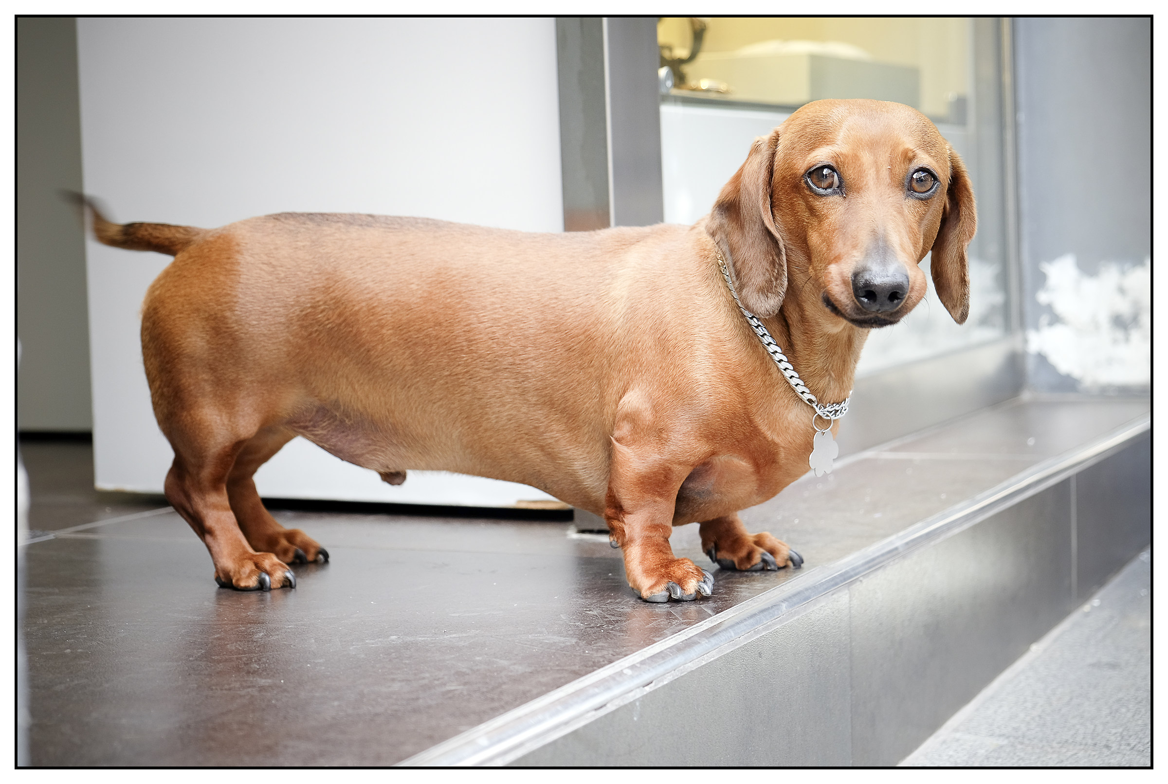 My name is Dog..."Hot Dog"!