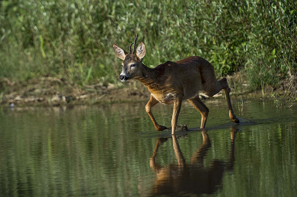 Scarlino swamp deer