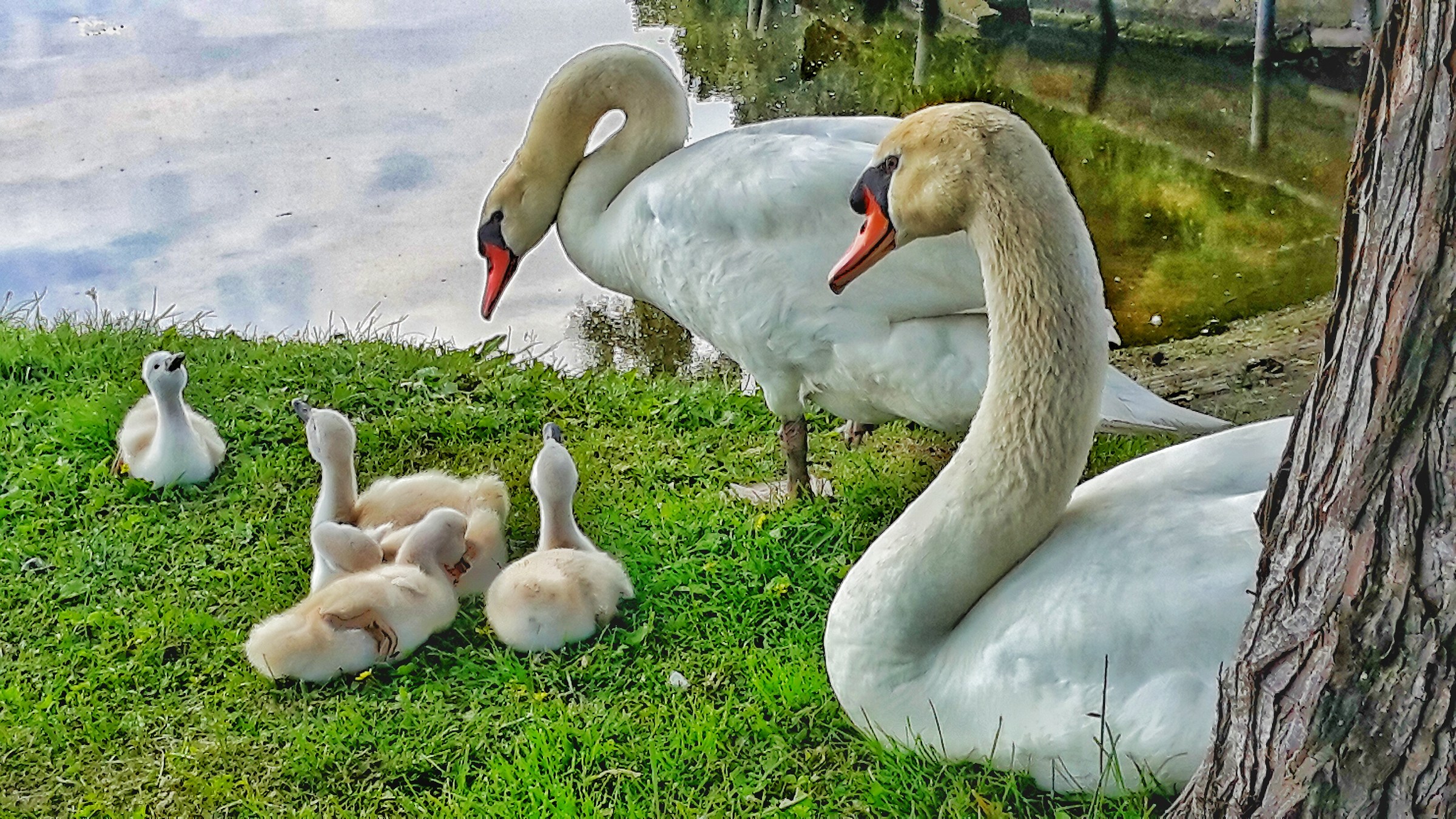 cigni alla canottieri