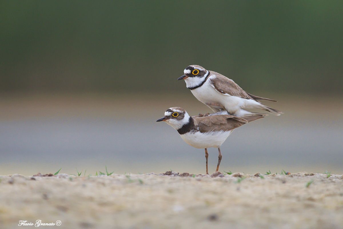 coupling between couriers
