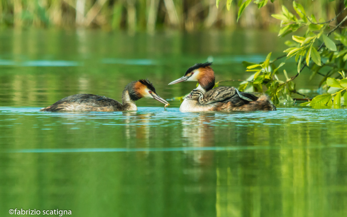 a nice little family