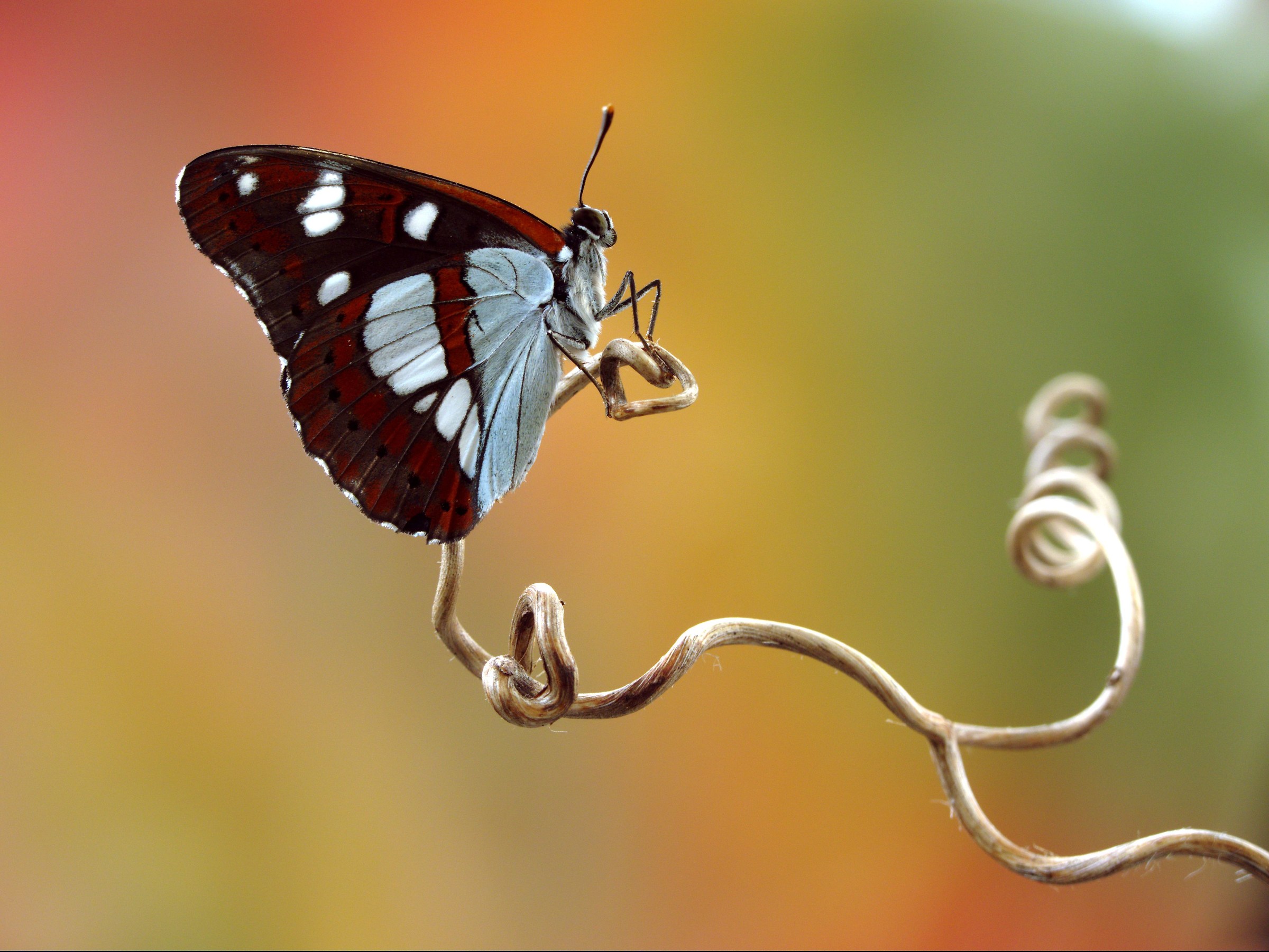 Splendido esemplare di Reducta