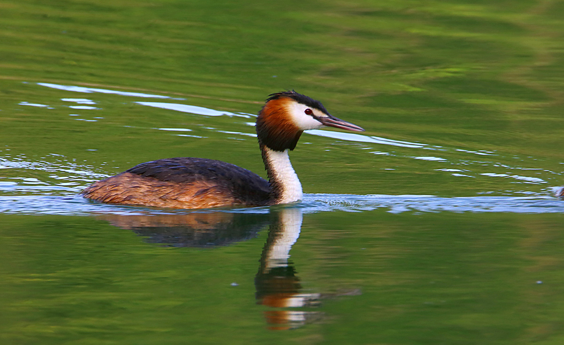 Great Crested Grebe
