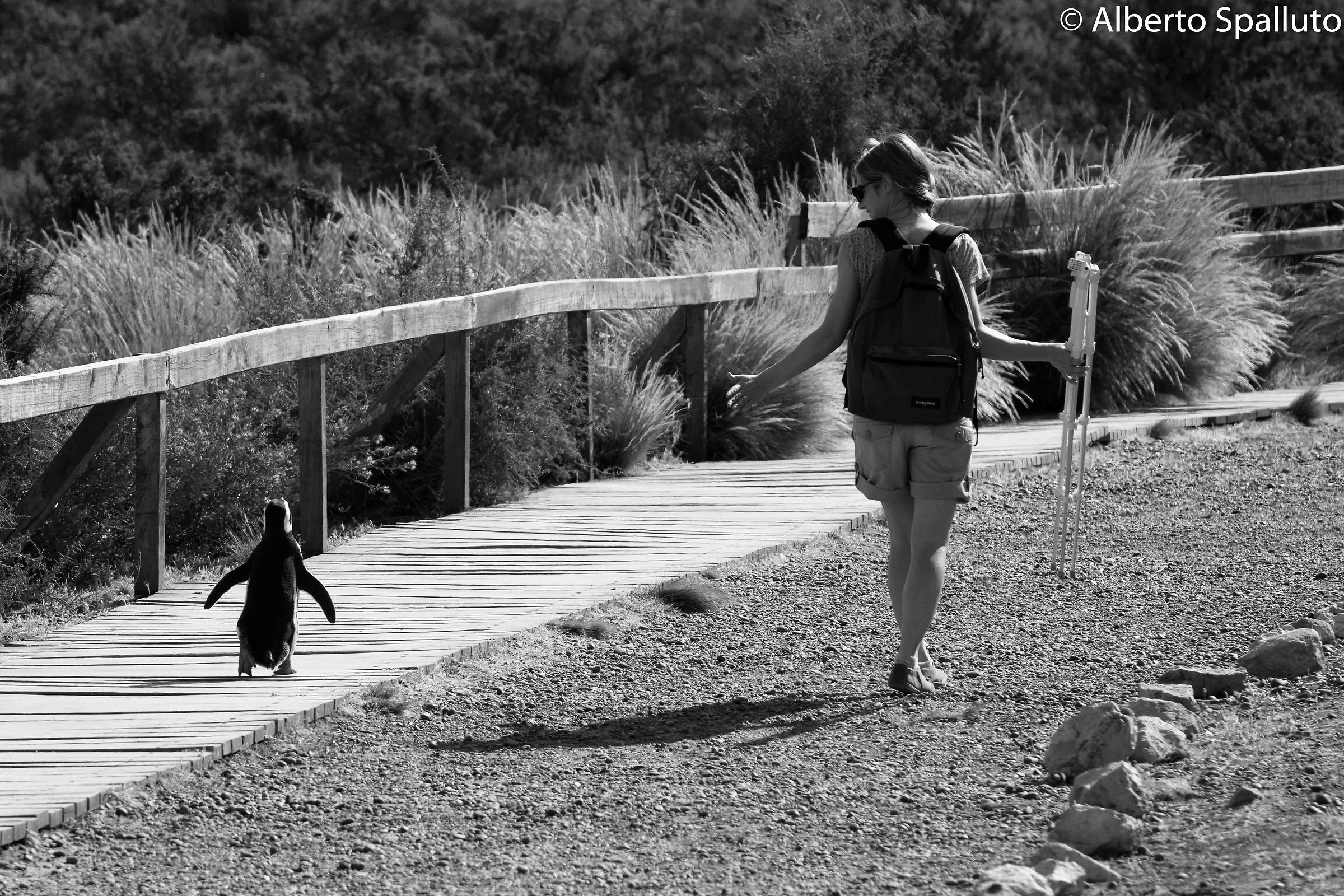 I pinguini insegnano...